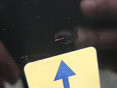 Condition detail